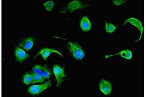 Immunofluorescent analysis of MCF-7 cells using ABIN7164637 at dilution of 1:100 and Alexa Fluor 488-congugated AffiniPure Goat Anti-Rabbit IgG(H+L) (PCOLCE2 antibody  (AA 24-415))