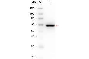 Western Blotting (WB) image for V-Akt Murine Thymoma Viral Oncogene Homolog 1 (AKT1) (Ser473Ala-Mutant), (Thr308Ala-Mutant) protein (ABIN5624568)