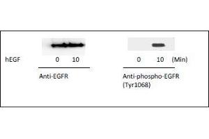 Western blot analysis of extracts from 100 ng/mL hEGF treated A431 cells. (EGFR ELISA Kit)