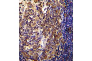 His6-DEP-1 Antibody immunohistochemistry analysis in formalin fixed and paraffin embedded human tonsil tissue followed by peroxidase conjugation of the secondary antibody and DAB staining. (PTPRJ antibody  (His6))