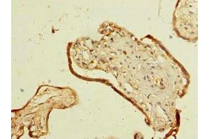 Immunohistochemistry of paraffin-embedded human placenta tissue using ABIN7169852 at dilution of 1:100 (SMIM14 antibody  (AA 1-49))