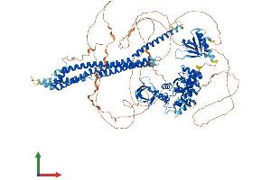 AlphaFold protein structure predicition of Mouse Recombinant Asap1 Protein, UniprotID Q9QWY8