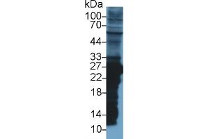 Western Blot; Sample: Rat Liver lysate; Primary Ab: 1µg/ml Rabbit Anti-Rat GSTm2 Antibody Second Ab: 0. (GSTM2 antibody  (AA 1-218))