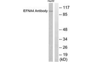 Western blot analysis of extracts from HepG2 cells, using EFNA4 Antibody. (EFNA4 antibody  (AA 131-180))