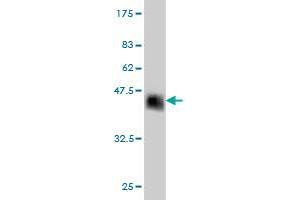 Western Blot detection against Immunogen (37. (ZNF41 antibody  (AA 221-321))