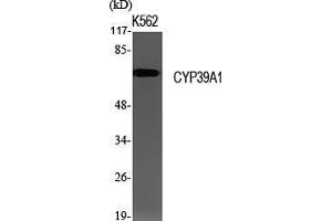 Western Blot (WB) analysis of specific cells using CYP39A1 Polyclonal Antibody. (CYP39A1 antibody  (Internal Region))