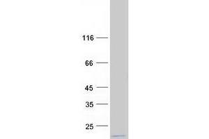 Validation with Western Blot (MRPL54 Protein (Myc-DYKDDDDK Tag))