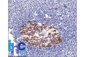 Formalin-fixed, paraffin-embedded normal human spleen tissue stained with CDw75 Mouse Monoclonal Antibody (LN-1). (ST6GAL1 antibody)