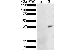 Western Blot analysis of Pseudomonas aeruginosa Metallothionein (PmtA) GST tagged showing detection of 36 kDa Metallothionein protein using Mouse Anti-Metallothionein Monoclonal Antibody, Clone 8D8 (ABIN5650670).