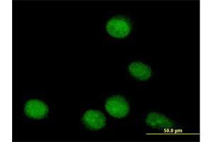 Immunofluorescence of purified MaxPab antibody to TLE4 on HeLa cell. (TLE4 antibody  (AA 1-773))