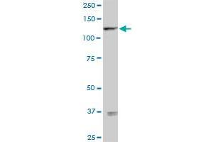 SEMA6D MaxPab rabbit polyclonal antibody. (SEMA6D antibody  (AA 1-476))