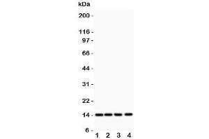 Western blot testing of PDGF-B antibody and Lane 1:  rat heart;  2: (r) brain;  3: mouse heart;  4: human HeLa lysate  Predicted size: ~15KD monomer and ~32KD dimer (PDGFB antibody  (AA 82-190))