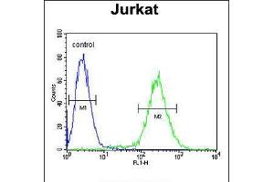 Flow cytometric analysis of Jurkat cells (right histogram) compared to a negative control cell (left histogram). (NOL9 antibody  (C-Term))