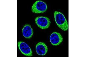 Confocal immunofluorescent analysis of PCDH1 Antibody (N-term)(Cat#AP53193PU-N) with U-251MG cell followed by Alexa Fluor 488-conjugated goat anti-rabbit lgG (green). (Protocadherin 1 antibody  (N-Term))