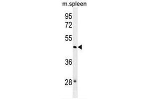 NSUN3 Antibody (N-term) western blot analysis in mouse spleen tissue lysates (35µg/lane).
