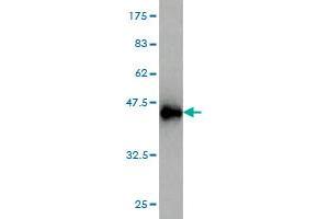 Western Blot detection against Immunogen (36. (AFT1 antibody  (AA 121-220))