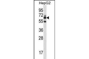 GGT2 Antibody (N-term) (ABIN656774 and ABIN2845993) western blot analysis in HepG2 cell line lysates (35 μg/lane). (gGT2 antibody  (N-Term))