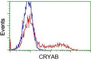 HEK293T cells transfected with either pCMV6-ENTRY CRYAB (RC202718) (Red) or empty vector control plasmid (Blue) were immunostained with anti-CRYAB mouse monoclonal (ABIN2452921, Dilution 1:1,000), and then analyzed by flow cytometry. (CRYAB antibody)