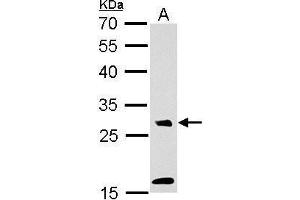 WB Image MAF1 antibody detects MAF1 protein by Western blot analysis. (MAF1 antibody  (Center))