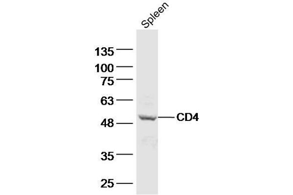 CD4 antibody  (AA 231-330)