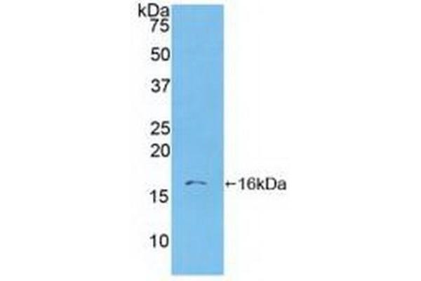 S100A6 anticorps  (AA 1-90)