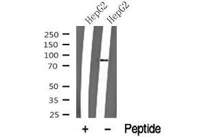 Western blot analysis of MSK2 in lysates of HepG2, using MSK2 Antibody(ABIN6272811).