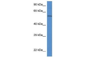 WB Suggested Anti-Plxdc2 Antibody Titration: 1.