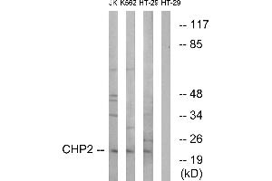 Western blot analysis of extracts from Jurkat cells, K562 cells and HT-29 cells, using CHP2 antibody. (Chp2 antibody)
