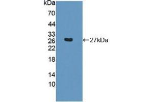 Figure. (SNAP23 antibody  (AA 1-210))
