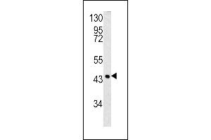 Western blot analysis of SPB3 antibody (N-term) (ABIN390500 and ABIN2840856) in 293 cell line lysates (35 μg/lane). (HSPB3 antibody  (N-Term))