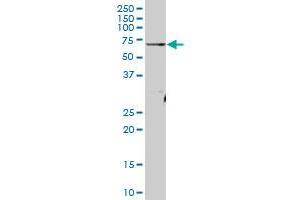 ATAD3A MaxPab polyclonal antibody. (ATAD3A antibody  (AA 1-586))