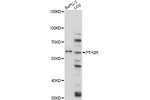 Western blot analysis of extracts of various cell lines, using PTH2R antibody (ABIN6290771) at 1:3000 dilution. (PTH2R antibody)
