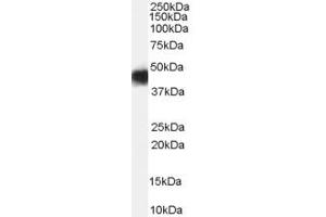 ABIN185733 (0. (CCM2 antibody  (Internal Region))