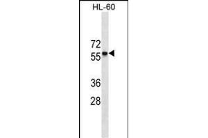 CCR7 Antibody (N-term)(Ascites) ABIN1539975 western blot analysis in HL-60 cell line lysates (35 μg/lane). (CCR7 antibody  (N-Term))