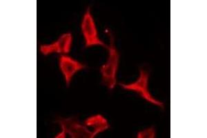 ABIN6276136 staining HT29 by IF/ICC. (OR2J2 antibody  (N-Term))
