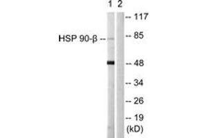 Western blot analysis of extracts from 293 cells, using HSP90B (Ab-226) Antibody.