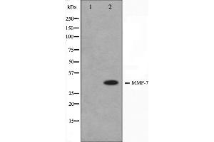 Western blot analysis on COS7 cell lysate using MMP7 Antibody. (MMP7 antibody  (C-Term))