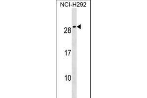 CFC1B Antibody (N-term) (ABIN1539155 and ABIN2850514) western blot analysis in NCI- cell line lysates (35 μg/lane).