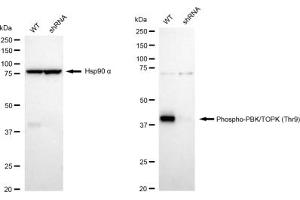 Western blotting analysis using Phospho-PBK/TOPK (Thr9) antibody (ABIN7799752).
