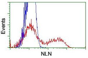 HEK293T cells transfected with either RC212447 overexpress plasmid (Red) or empty vector control plasmid (Blue) were immunostained by anti-NLN antibody (ABIN2455336), and then analyzed by flow cytometry.