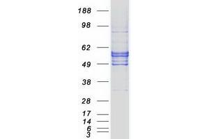 Validation with Western Blot (SLC2A5 Protein (Transcript Variant 1) (Myc-DYKDDDDK Tag))