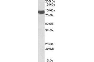 Western Blotting (WB) image for anti-P450 (Cytochrome) Oxidoreductase (POR) (Internal Region) antibody (ABIN2464729) (POR antibody  (Internal Region))
