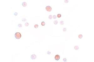 Immunohistochemistry (IHC) image for anti-Placenta-Specific 1 (PLAC1) (C-Term) antibody (ABIN1030590) (PLAC1 antibody  (C-Term))