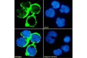 Immunofluorescence staining of Jurkat cells using anti-TAG-72 Minretumomab (CC49 ) Immunofluorescence analysis of paraformaldehyde fixed Jurkat cells stained with the chimeric mouse IgG version of Minretumomab (CC49 ) (ABIN7072523) at 10 μg/mL followed by Alexa Fluor® 488 secondary antibody (2 μg/mL), showing membrane staining. (Recombinant TAG-72 (Minretumomab Biosimilar) antibody)