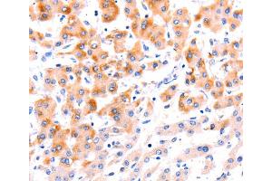 Immunohistochemistry (IHC) image for anti-Ephrin A1 (EFNA1) antibody (ABIN2421537) (Ephrin A1 antibody)