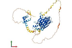 Protein Structure (PS) image for TEA Domain Family Member 2 (TEAD2) (AA 1-445) protein (His tag) (ABIN7563307)