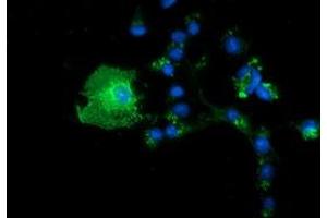 Anti-BTN1A1 mouse monoclonal antibody (ABIN2452842) immunofluorescent staining of COS7 cells transiently transfected by pCMV6-ENTRY BTN1A1 (RC223852). (BTN1A1 antibody)