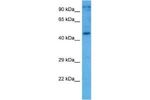 Host:  Mouse  Target Name:  NFIA  Sample Tissue:  Mouse Testis  Antibody Dilution:  1ug/ml (NFIC antibody  (N-Term))