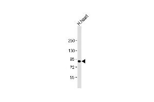 Anti-ACO2 Antibody (Center) at 1:2000 dilution + human heart lysate Lysates/proteins at 20 μg per lane. (ACO2 antibody  (AA 433-467))