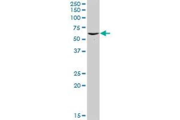 PSMD5 antibody  (AA 1-504)
